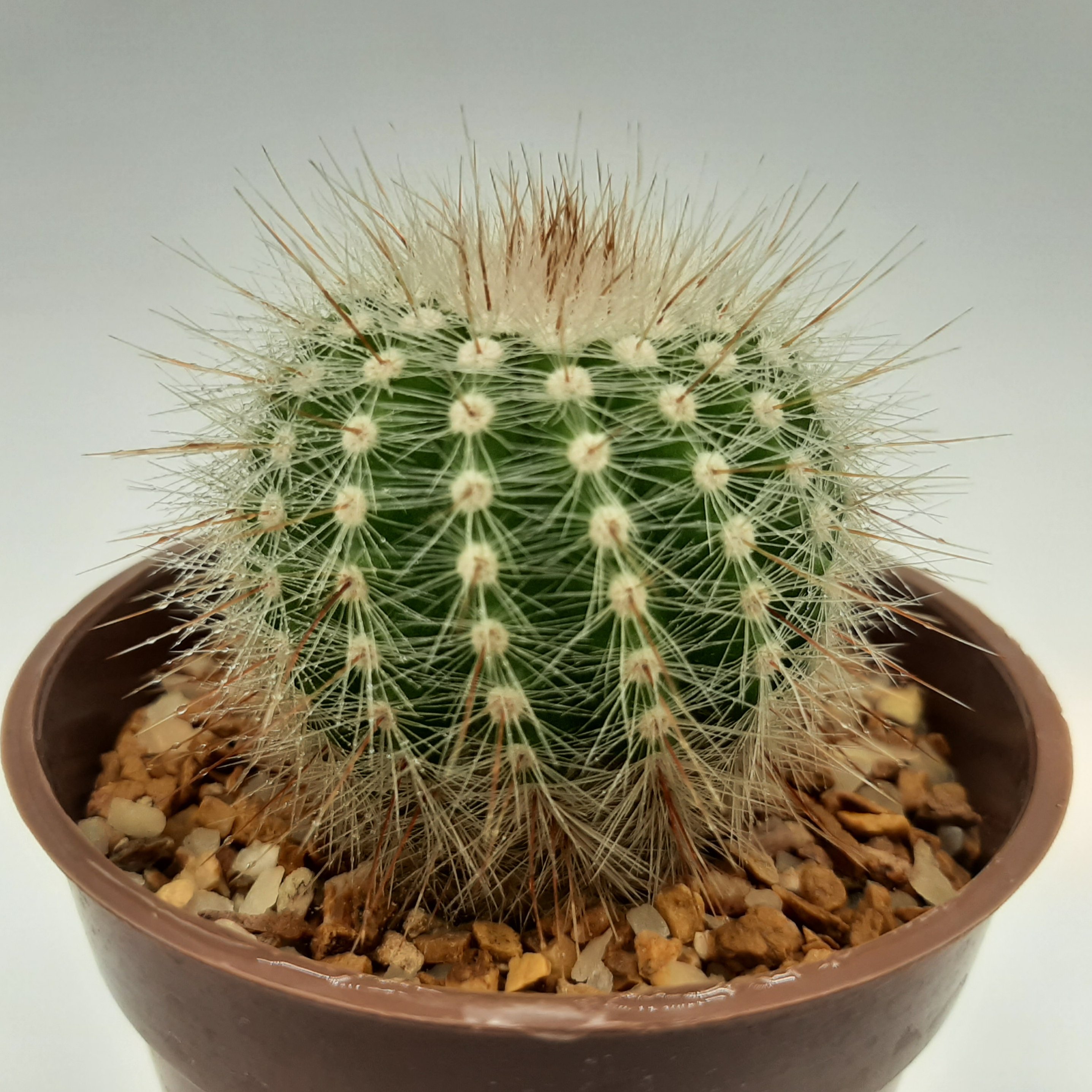 نوتوکاکتوس بذری خاص