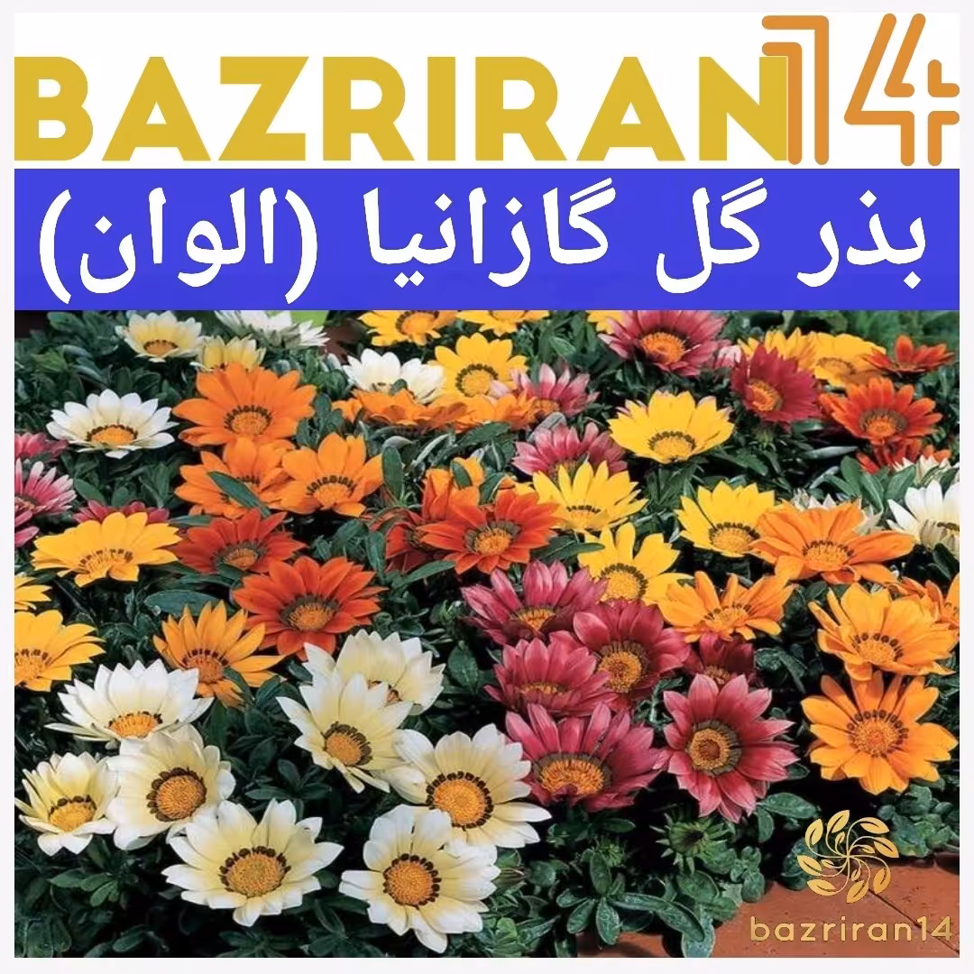 بذر گل گازانیا درجه یک با کیفیت بسیار بالا
