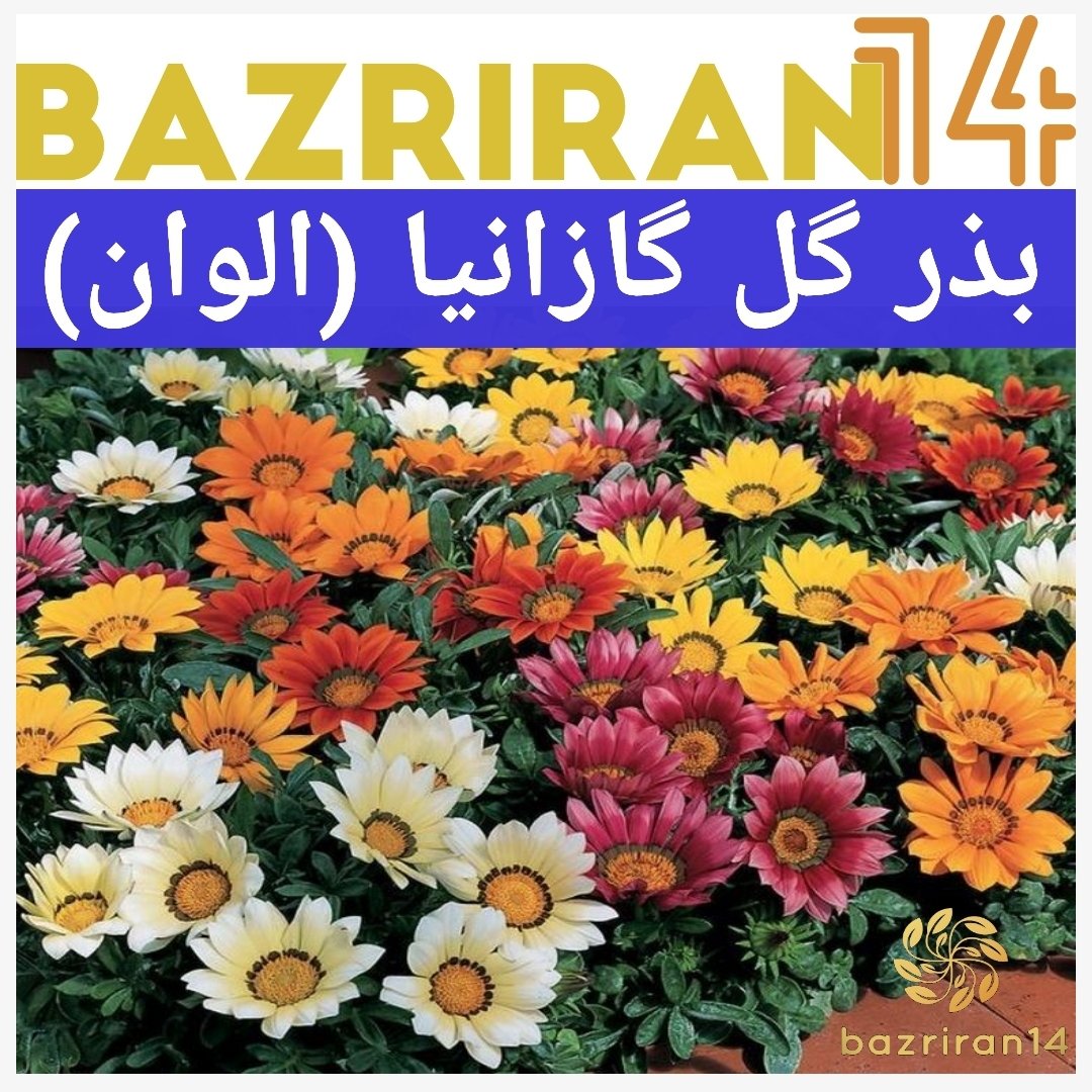بذر گل گازانیا درجه یک با کیفیت بسیار بالا
