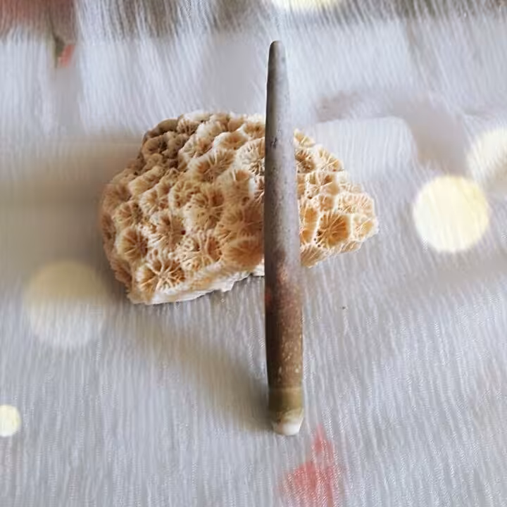 عرج البحر بلندو  کمیاب و بینظیر 9سانتی طبیعی 