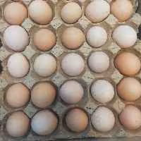 تخم مرغ محلی شمال