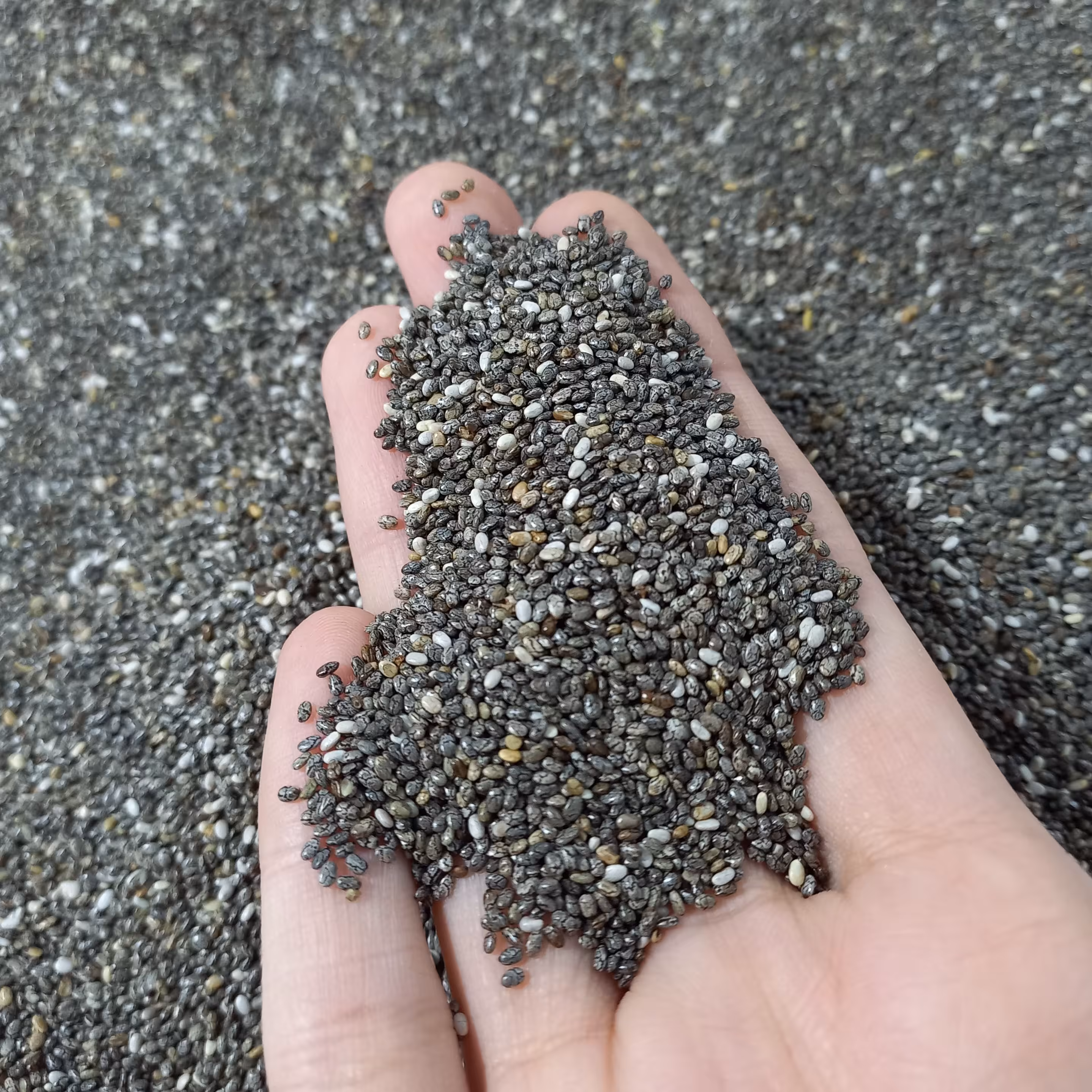 دانه چیا مشکی اعلاء ( 125 گرمی خالص) 