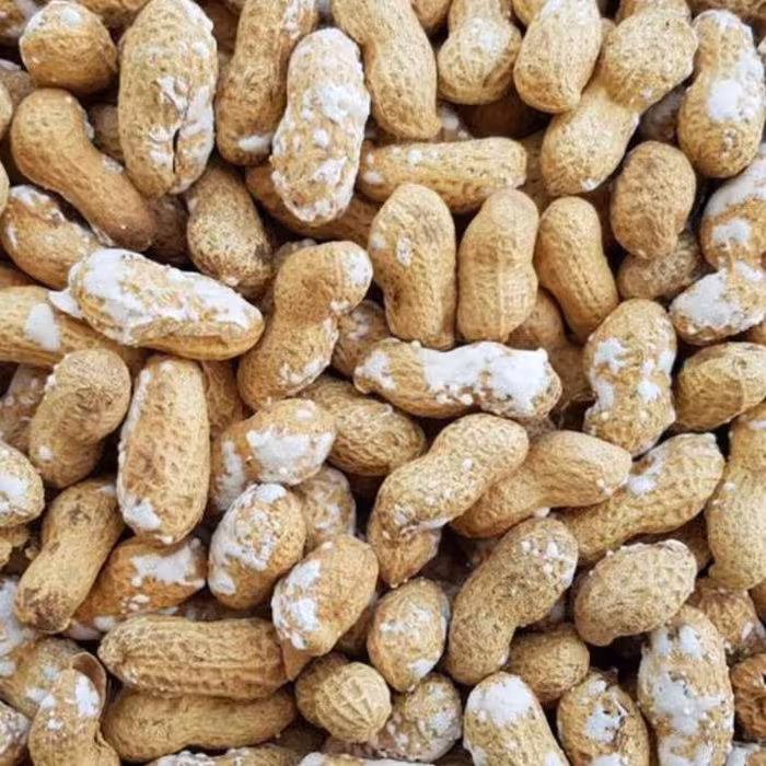 بادام زمینی درجه یک با پوست غلافدار آستانه  تازه بار امسال 1402 یک کیلویی 