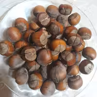 فندوق شکسته (تقریباخشک) ییلاق اشکور گیلان(متوسط) 