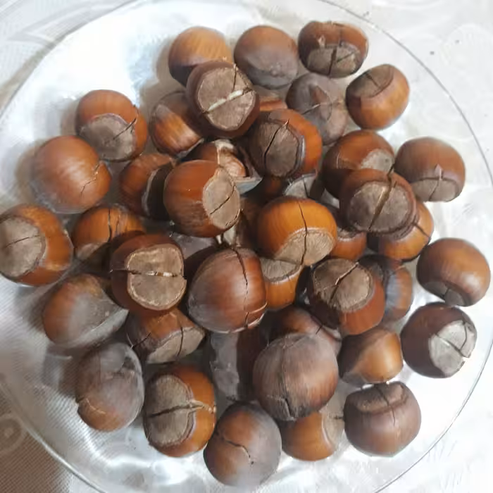 فندوق شکسته (تقریباخشک) ییلاق اشکور گیلان(متوسط) 