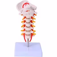 مولاژ مهره های گردن