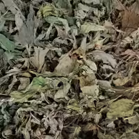 نعنا برگ درشت عالی(بدون خاک و خرده با بوی و عطر عالی) 