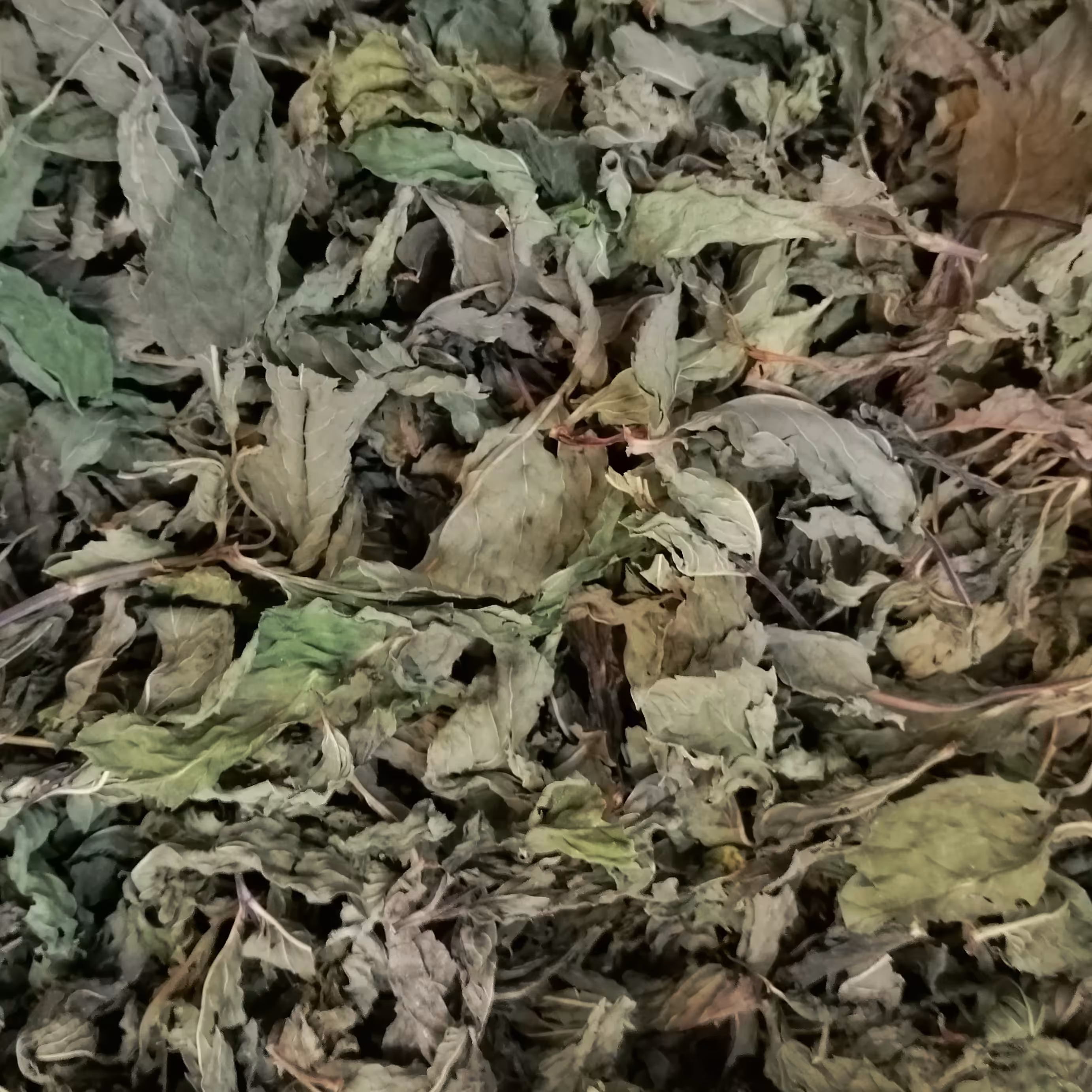 نعنا برگ درشت عالی(بدون خاک و خرده با بوی و عطر عالی) 