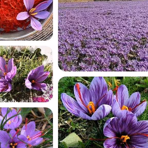 ریشه خالص و طبیعی  زعفران