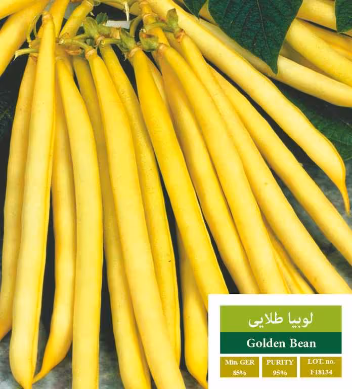 بذر لوبیا طلایی - بذر طلایی رویان