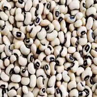 لوبیا چشم بلبلی .رشتی 