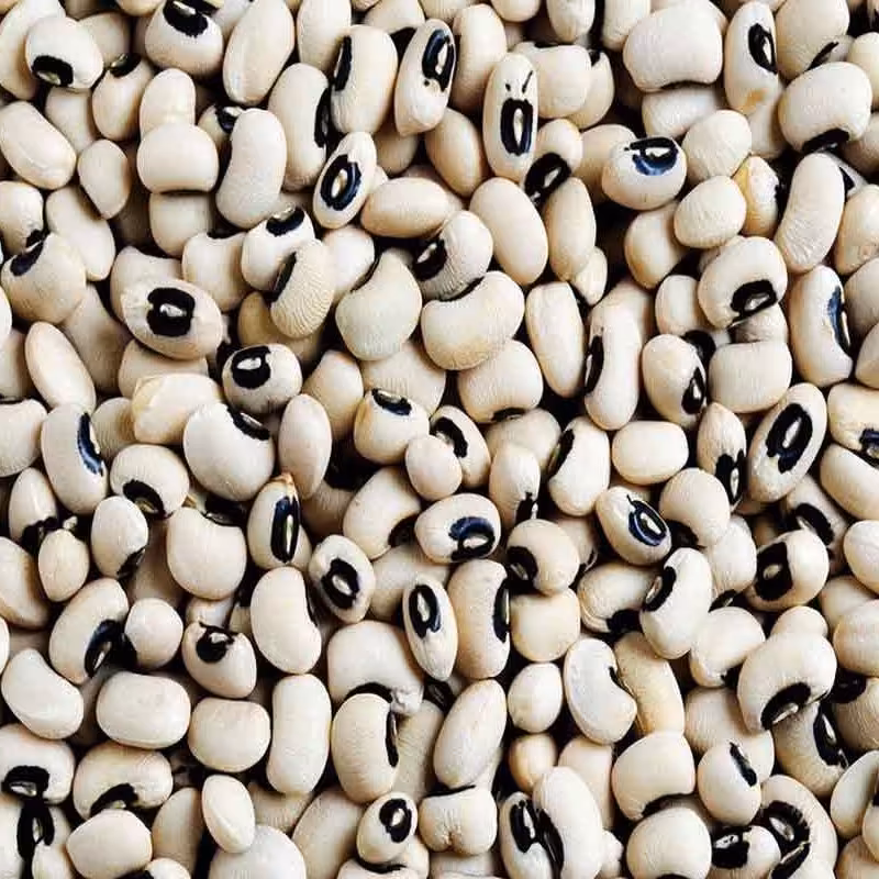 لوبیا چشم بلبلی .رشتی 