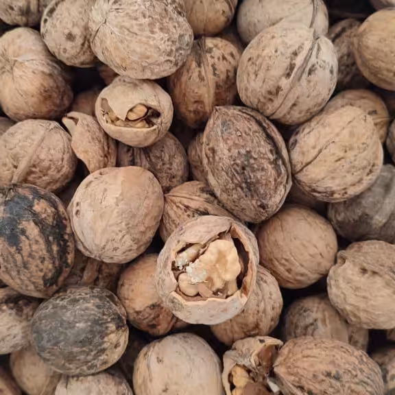 گردوی پر چرب تویسرکان(تضمین کیفیت) 2800 گرمی