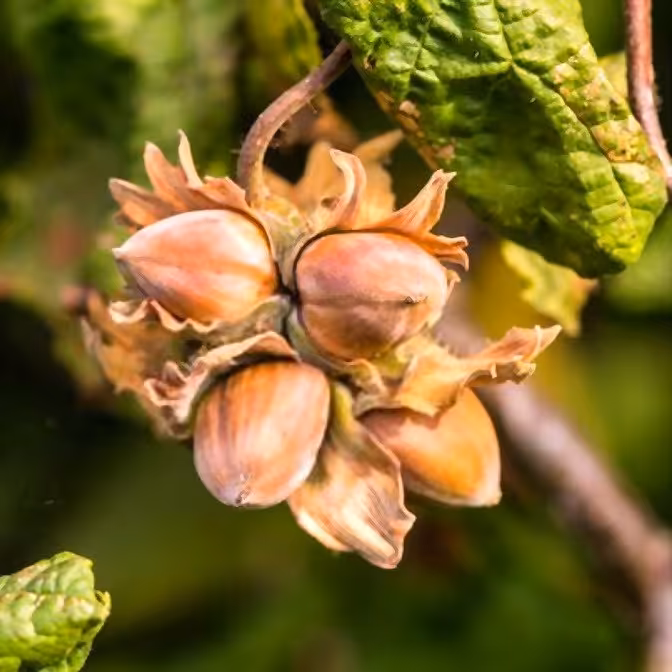 بذر  فندق 3عدد