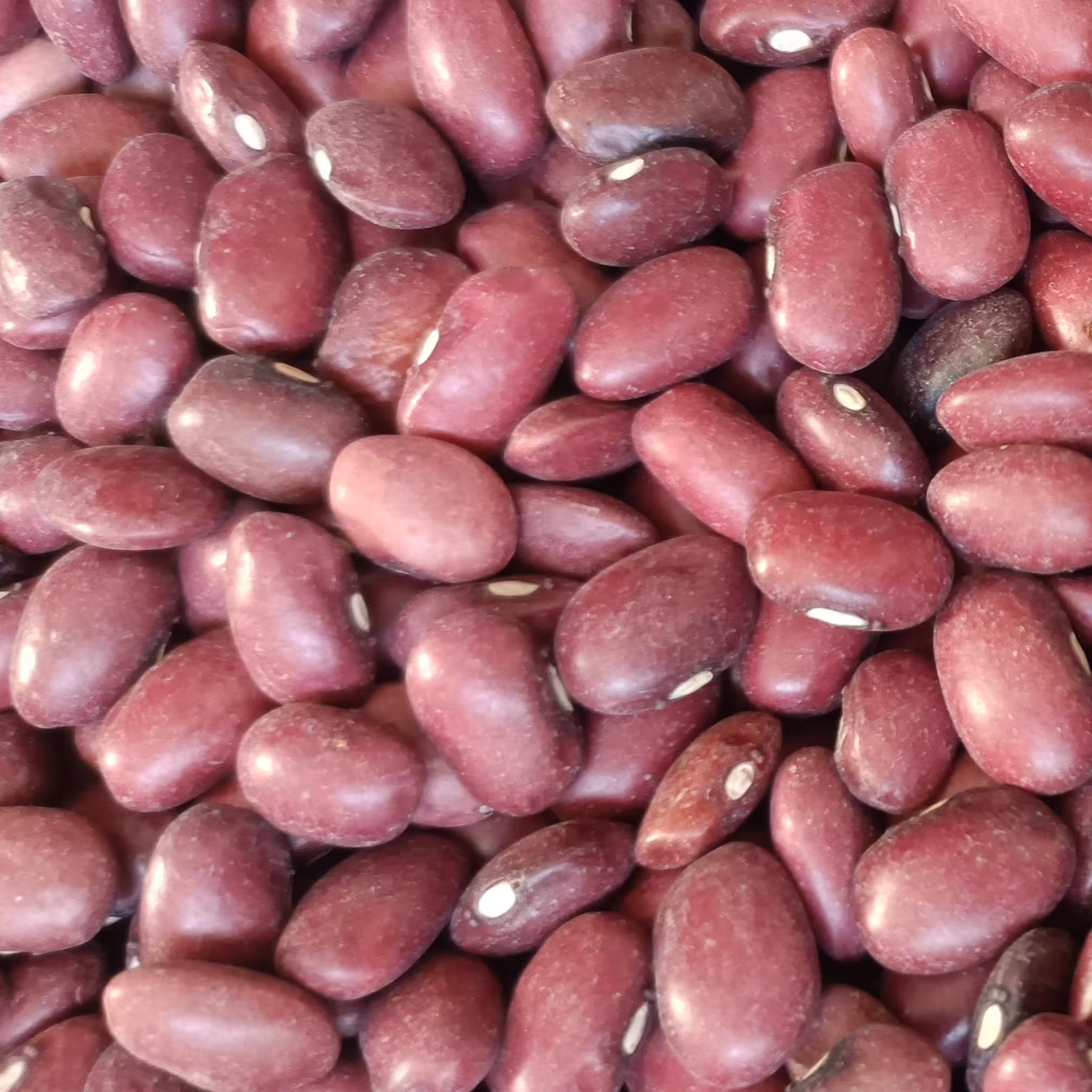 لوبیا قرمز درجه یک پاک شده (یک کیلویی) _ به شرط 