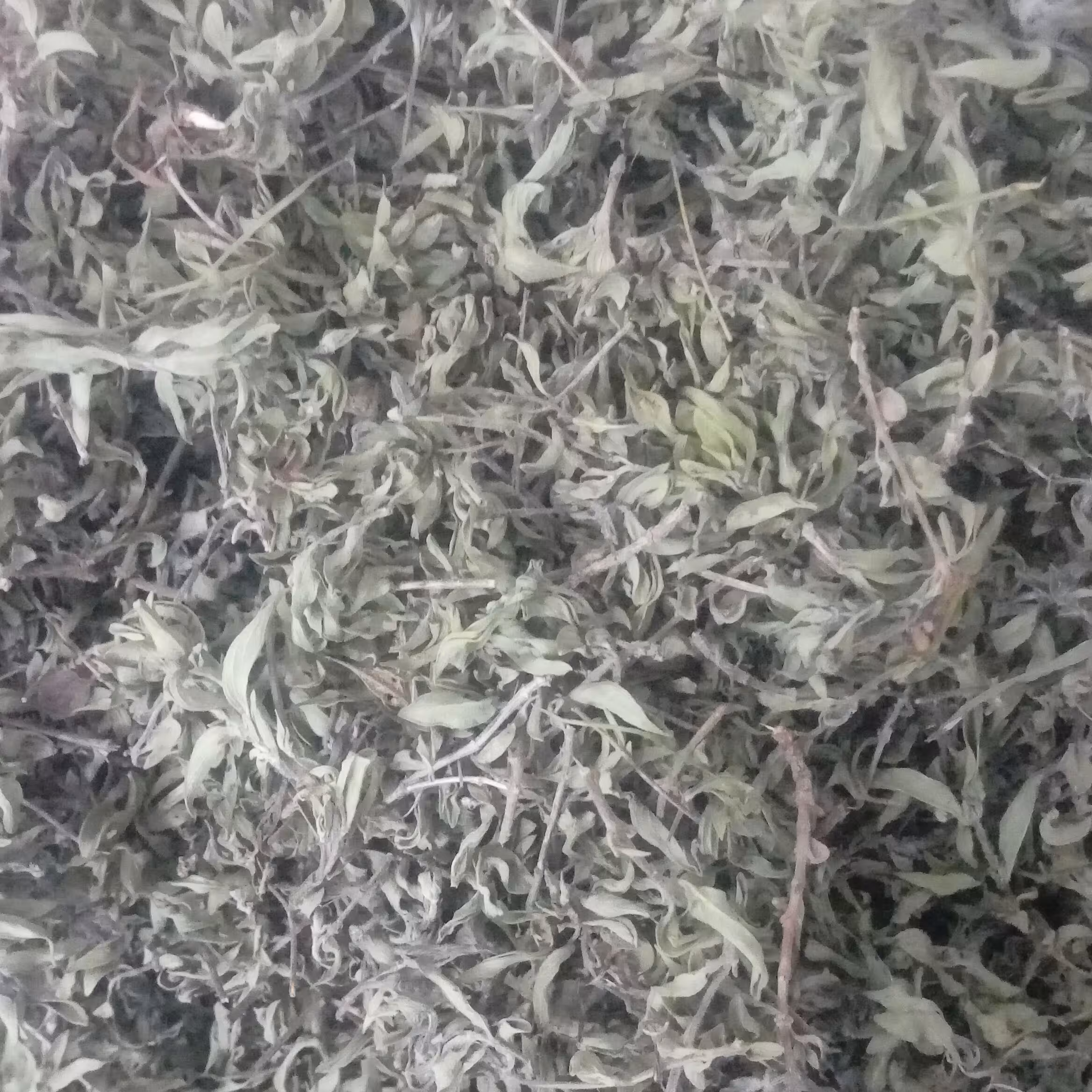 آویشن کوهی50 گرمی