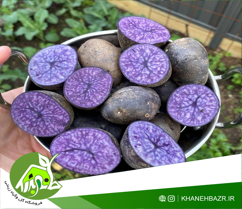 بذر سیب زمینی بنفش - خانه بذر | فروشگاه بذر وارداتی گل و گیاه زینتی 1404