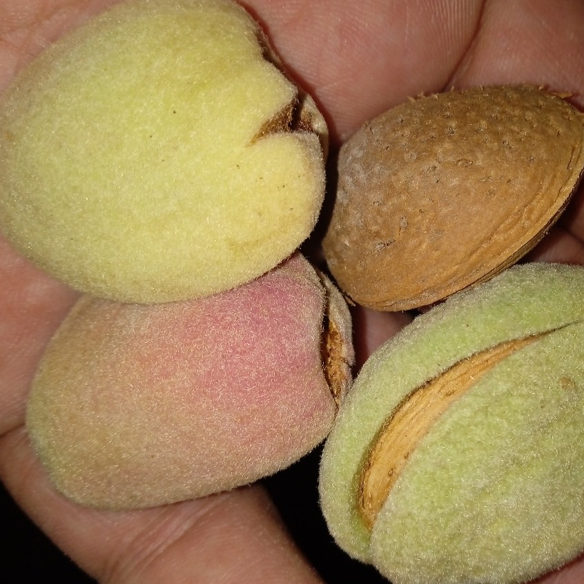 بادام درشت و شیرین دو کیلو