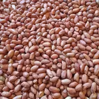 بادام زمینی شور ممتاز آستانه اشرفیه بسته بندی 5 کیلوگرمی شالیزارصادق 