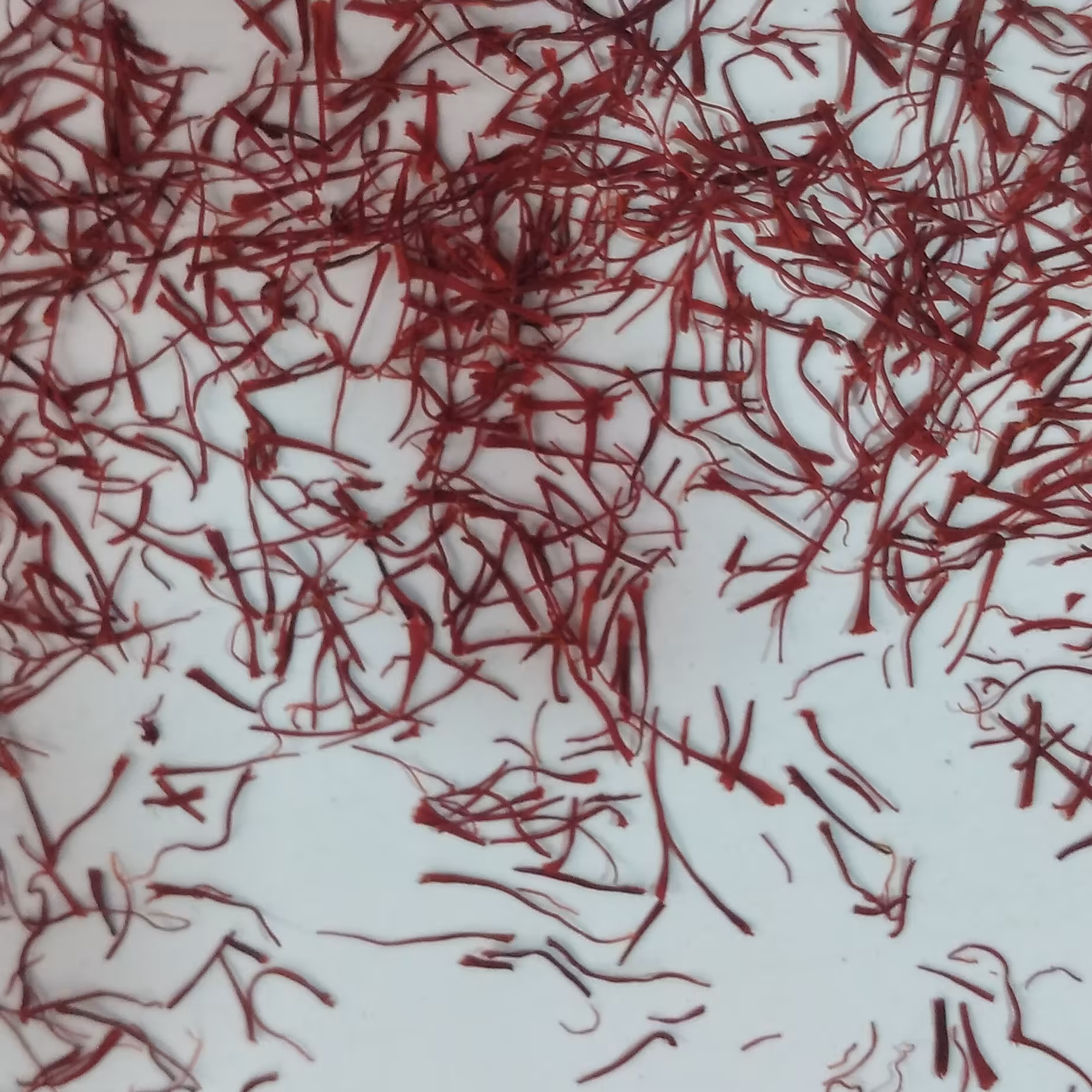 زعفران نیم مثقال پاکتی 