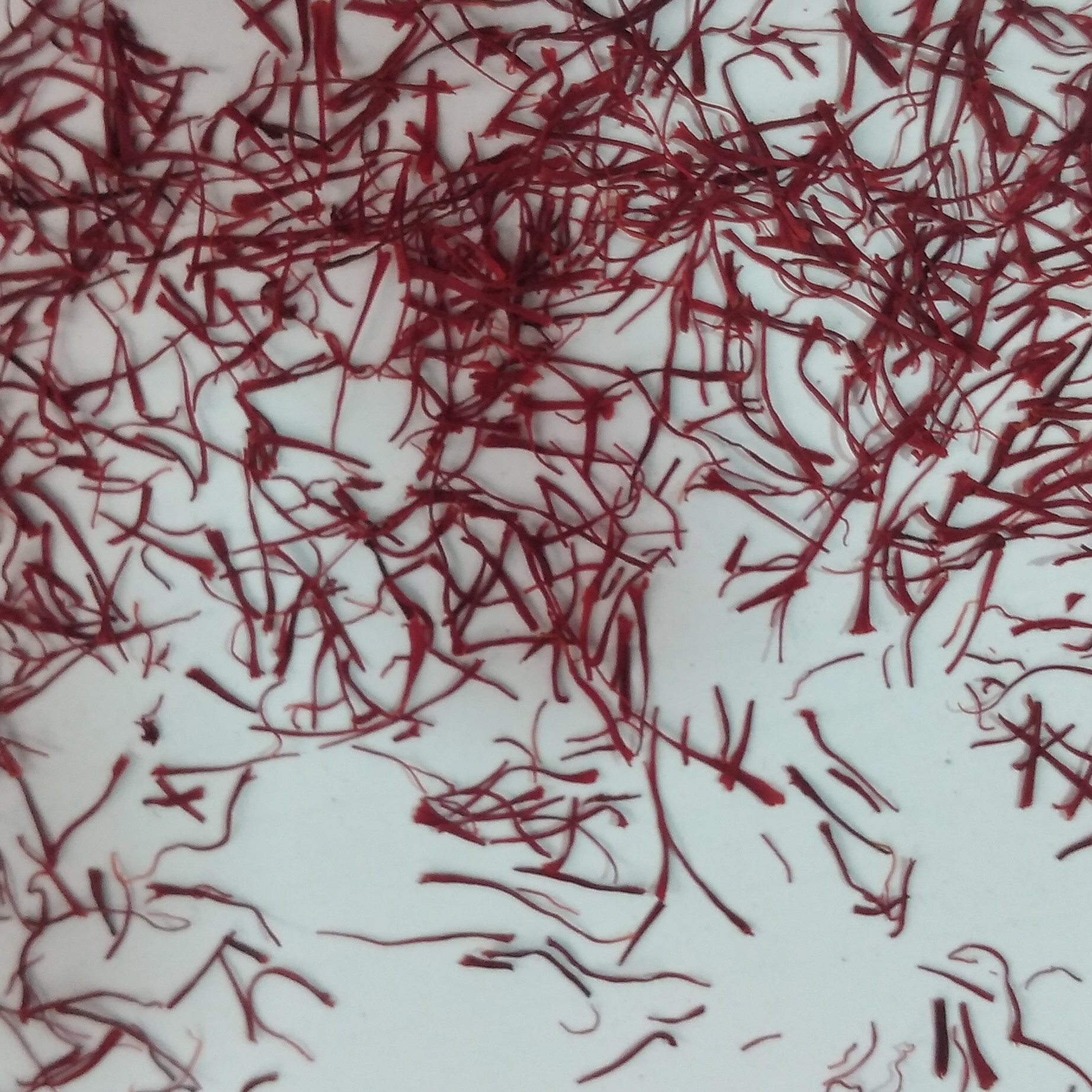 زعفران نیم مثقال پاکتی 