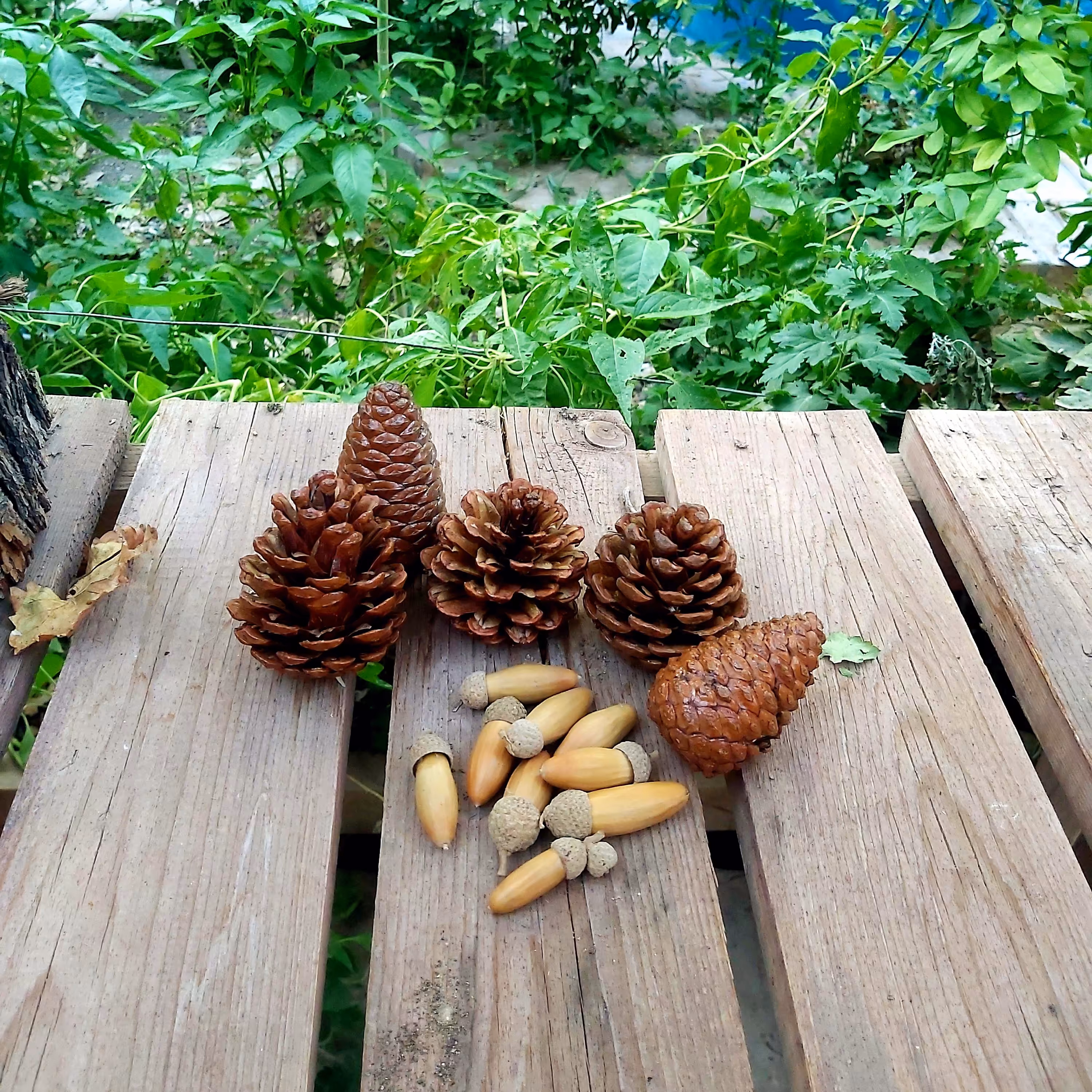 کاج  و بلوط طبیعی 