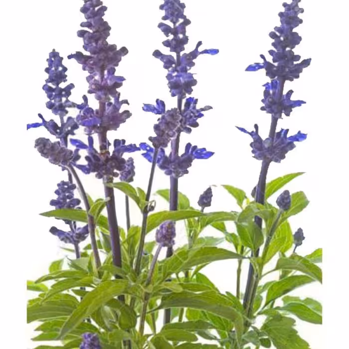 عرق مریم گلی