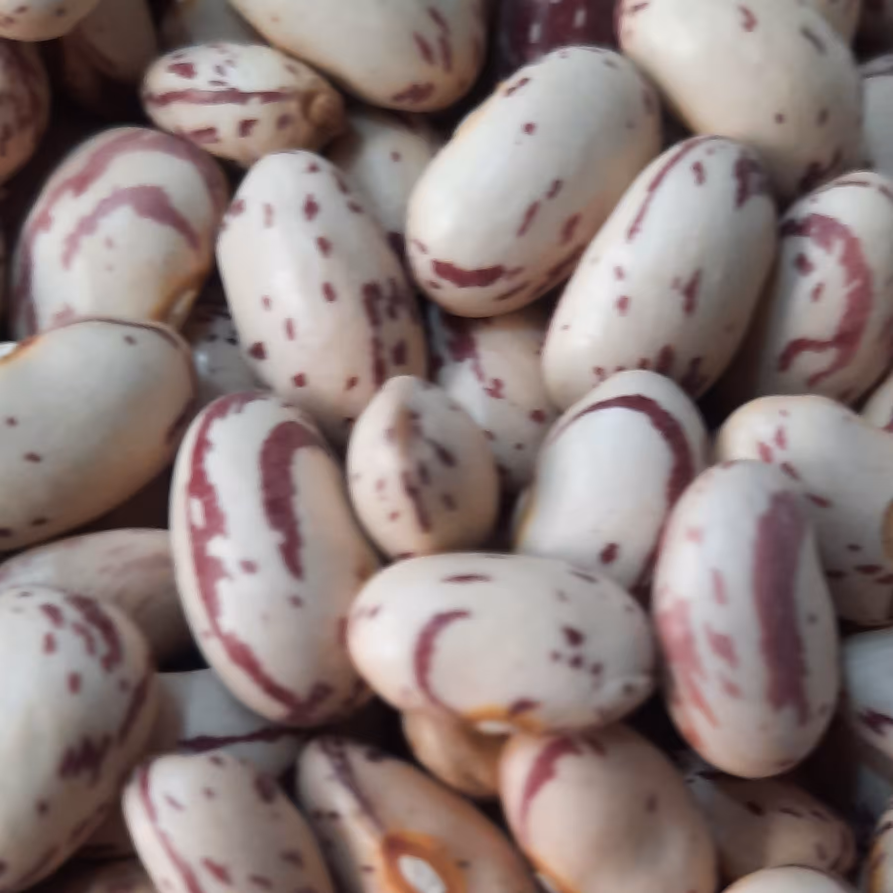 لوبیا چیتی کشت تازه