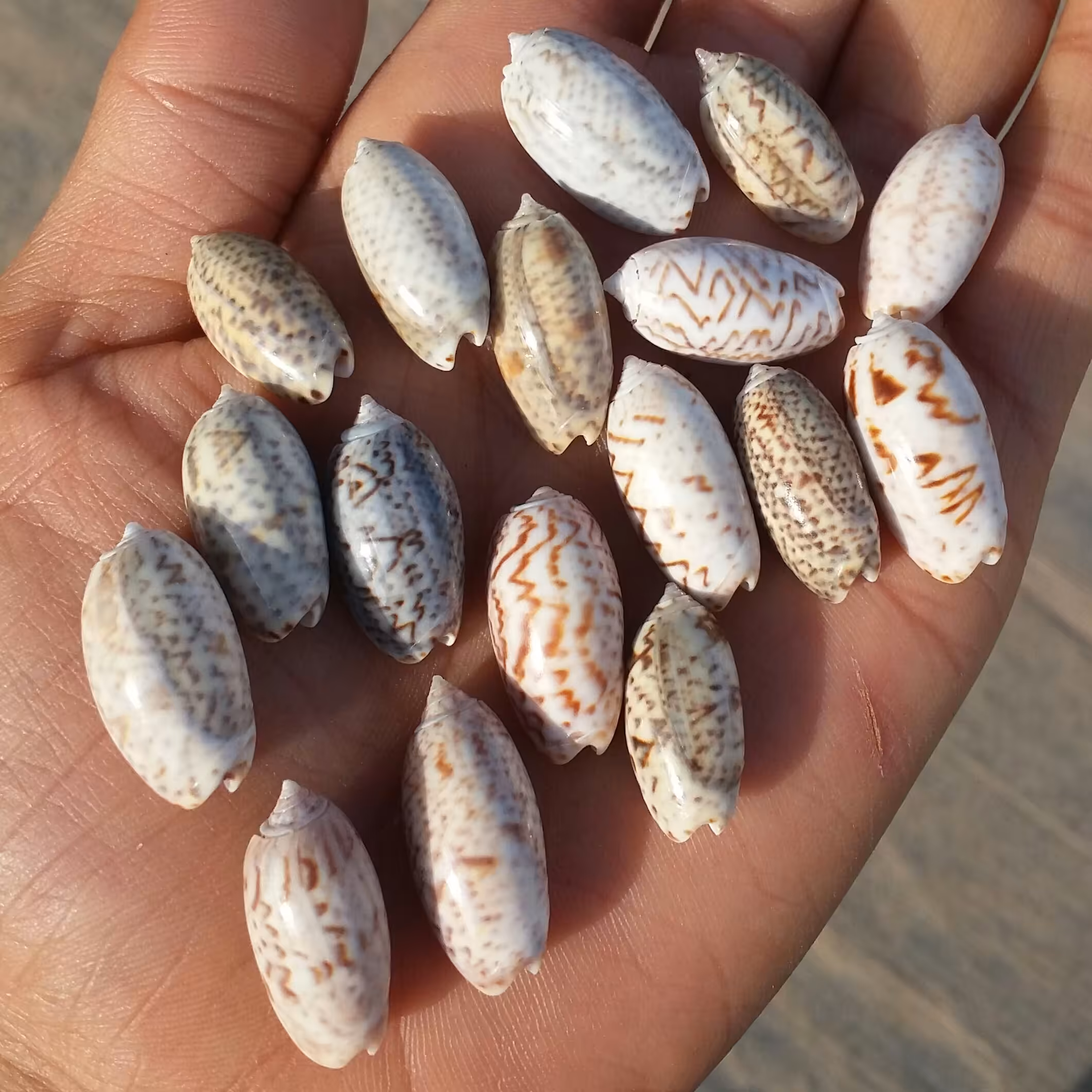 صدف پسته ای دریایی تنوع رنگ متوسط
100 در 100 طبیعی
شاهکار خلقت
کاملا تمیز و بدون بو
مختص کارهای تزئینی و ساخت زیور آلات