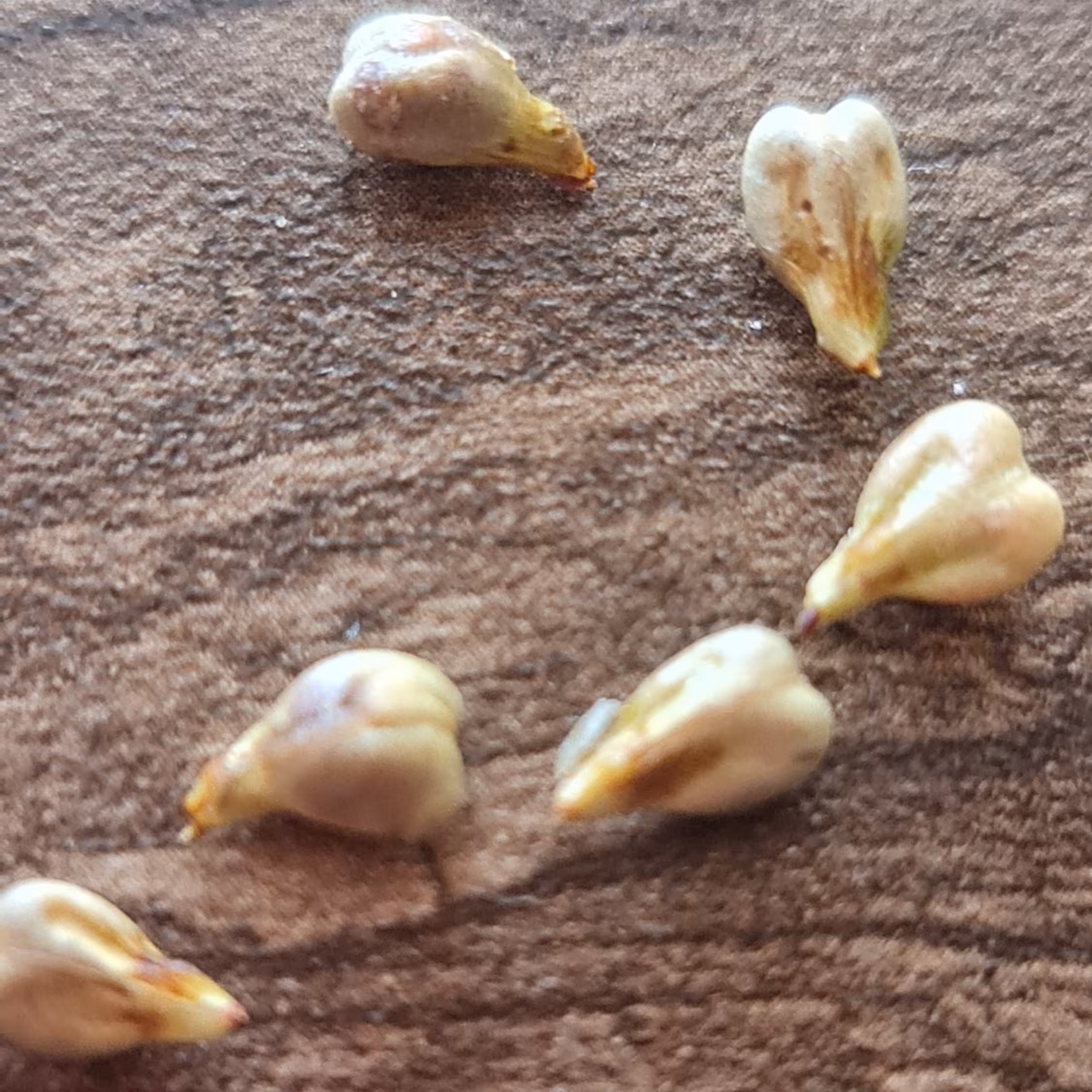 بذرانگورفرانسوی قرمز(بسته14عددی)