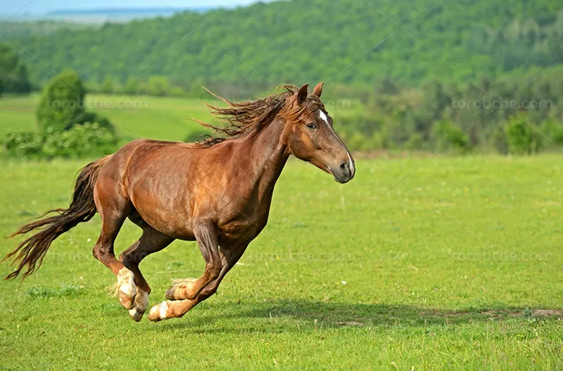 عکس اسب قهوه ای | گرافیک با طعم تربچه