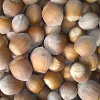 فندق تازه و درشت طارم(رسال رایگان)