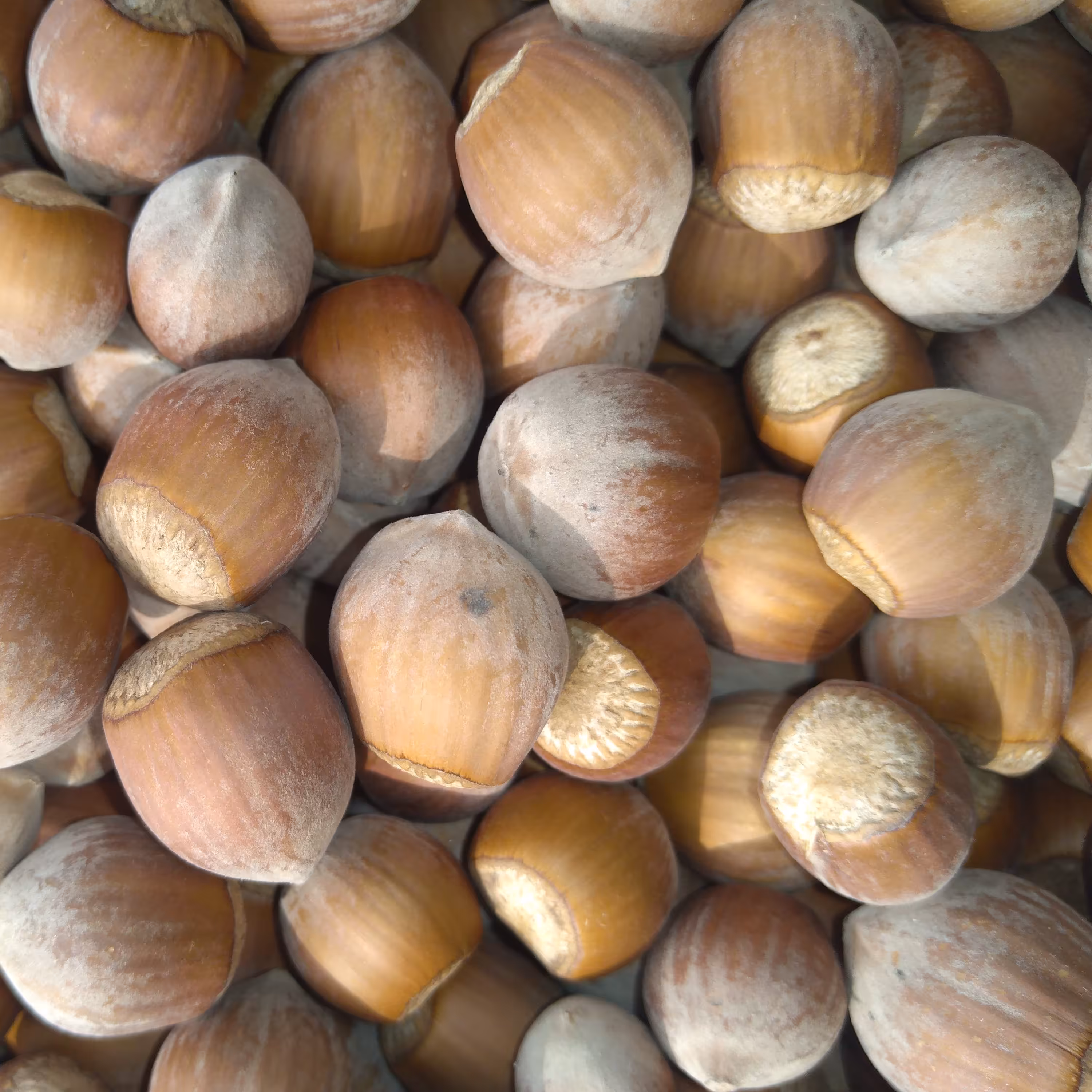 فندق تازه و درشت طارم(رسال رایگان)