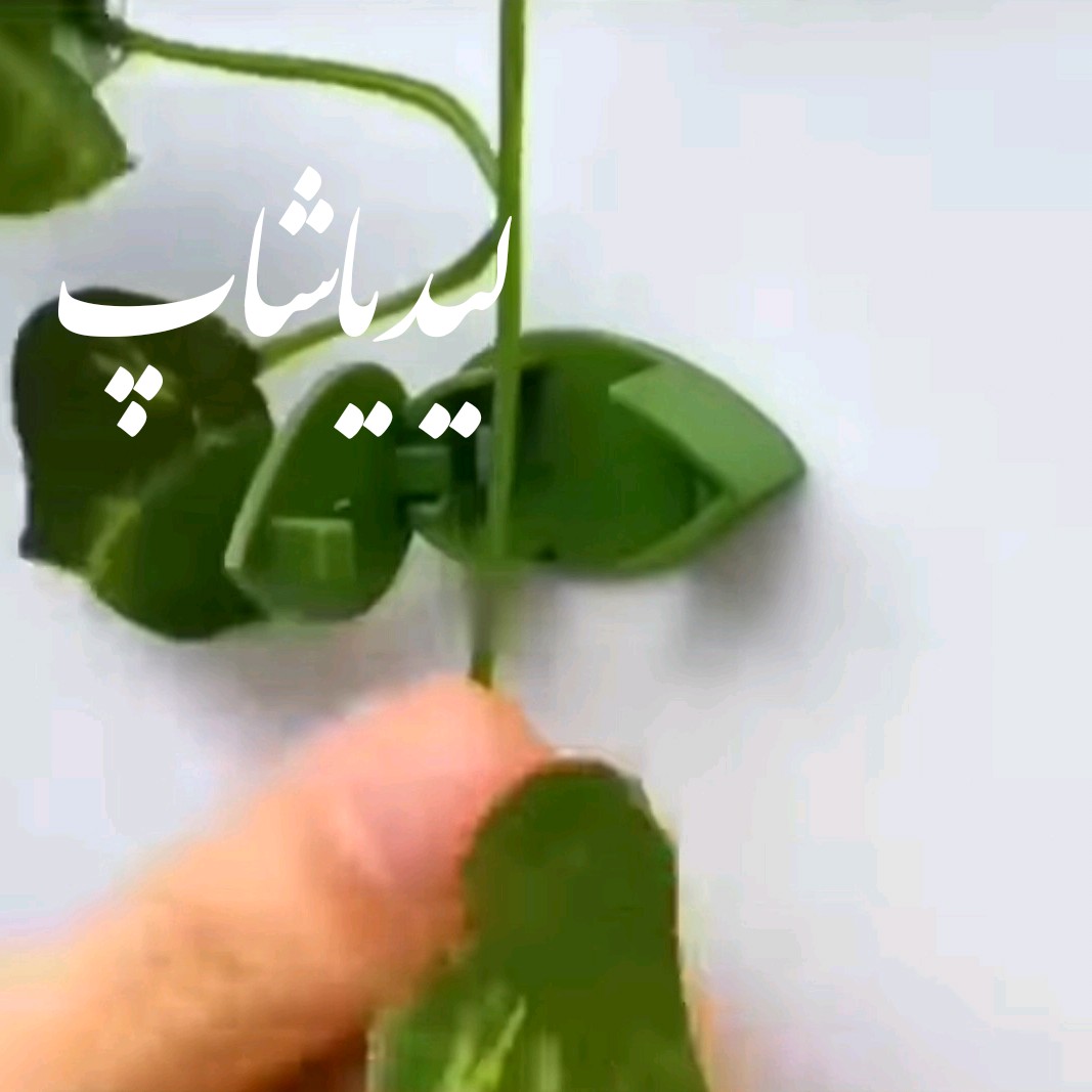 گیره 10تایی برای شاخه های پیچک روی دیوار