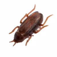 سوسک رباتیک