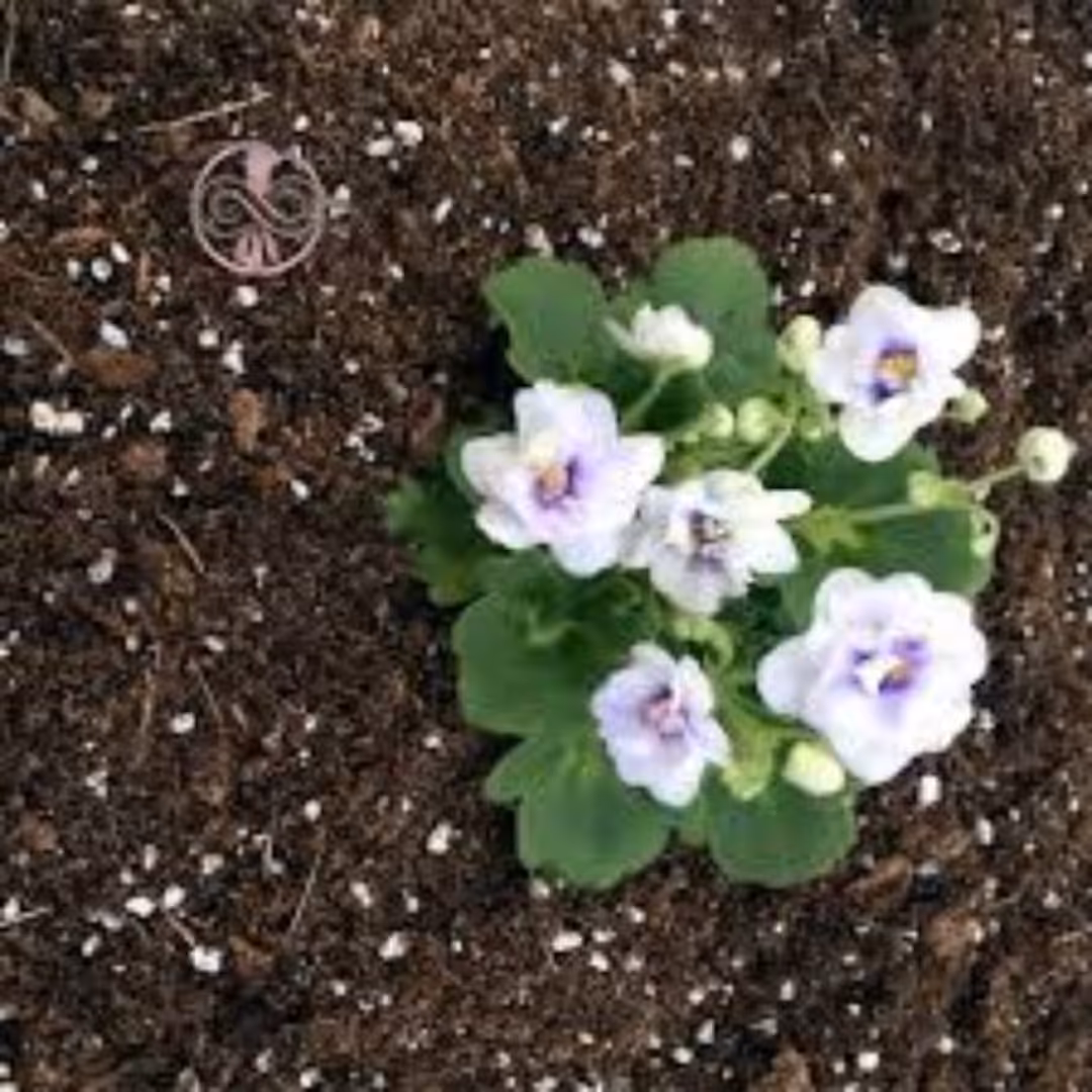 خاک مخصوص 4 لیتری بنفشه آفریقایی و گیاهان آپارتمانی ظریف زینتی ترکیب پیتماس و پرلیت 