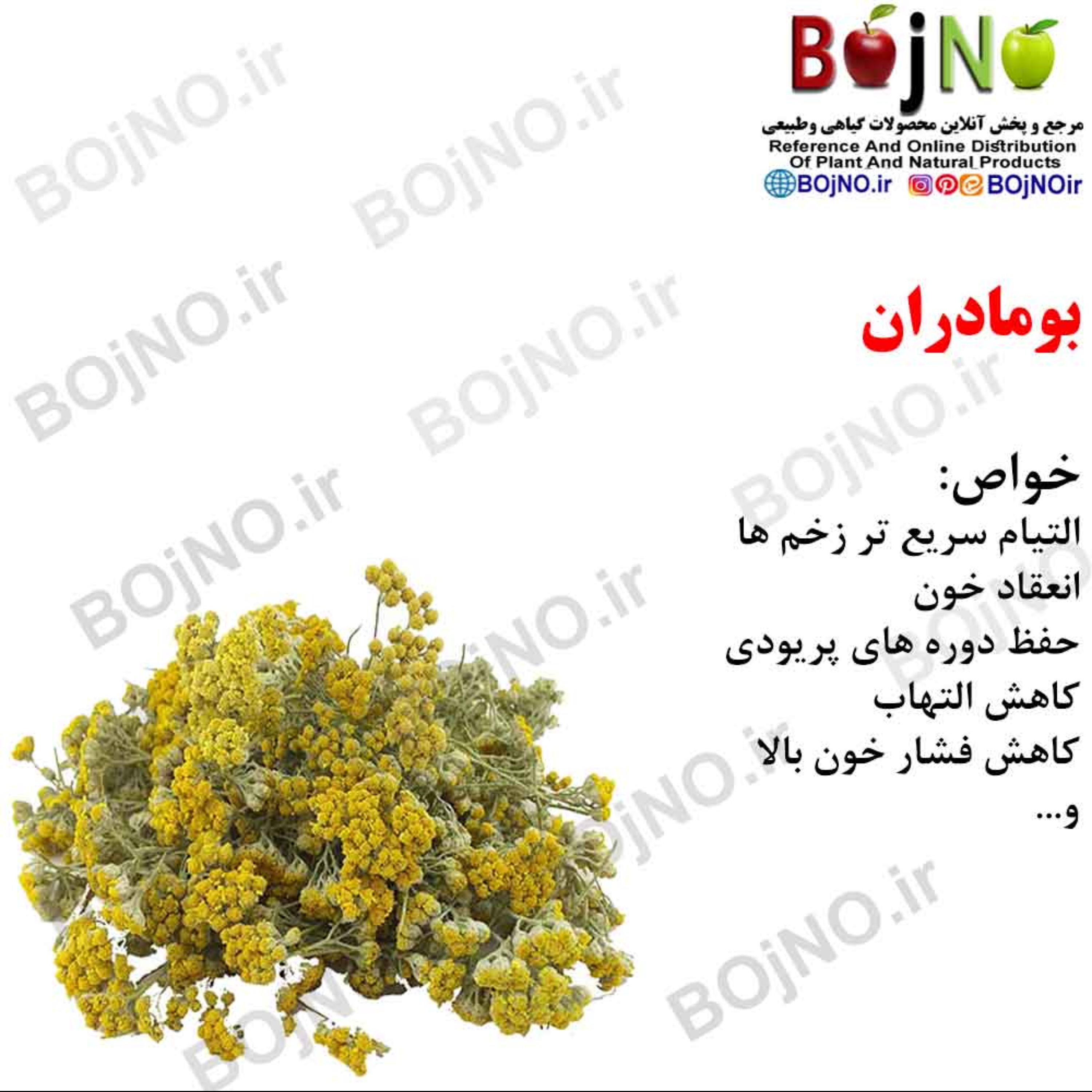 بومادران(بسته 50گرمی)