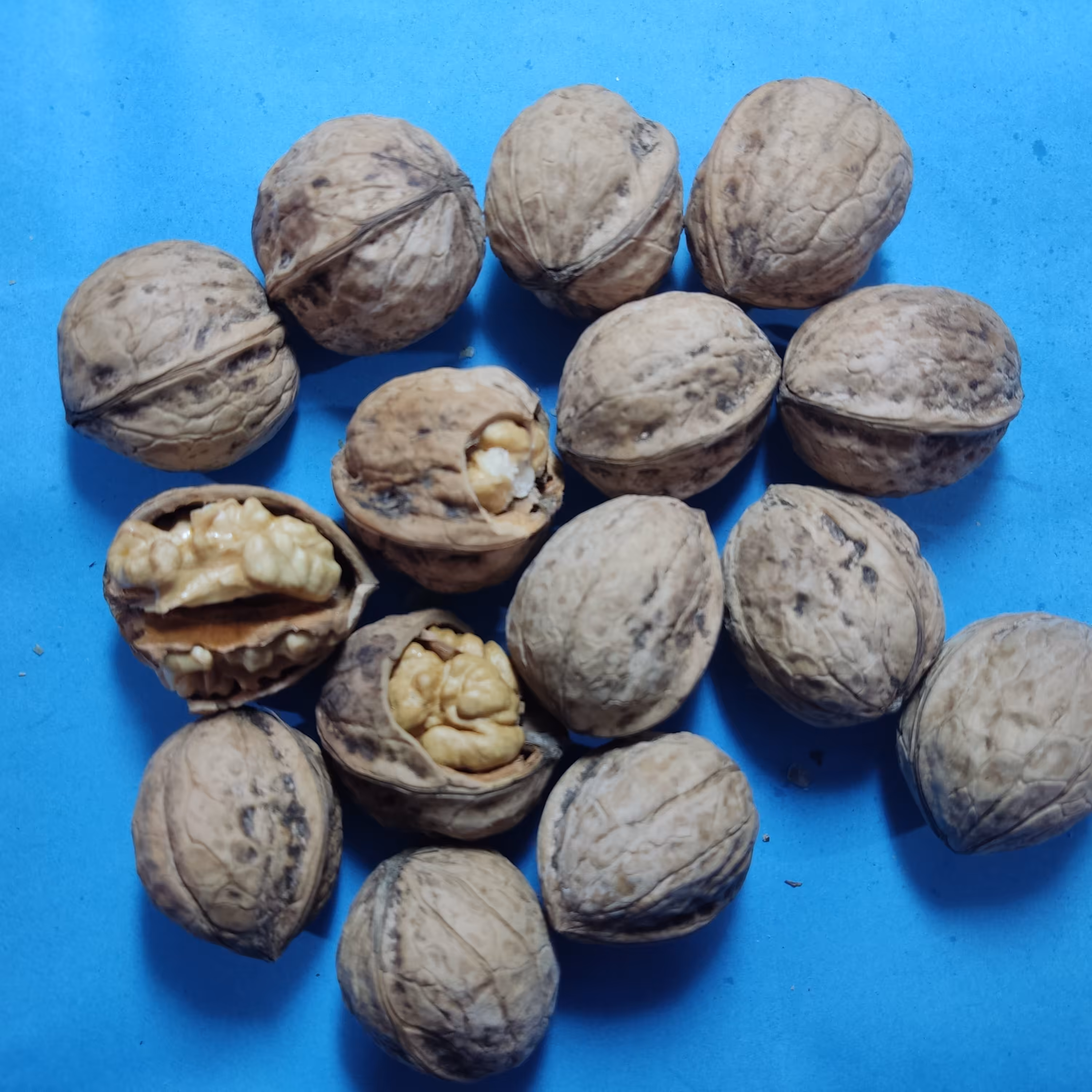 گردو با پوست ایرانی با مغز های سفید و درجه یک محصول تازه 1000گرم 