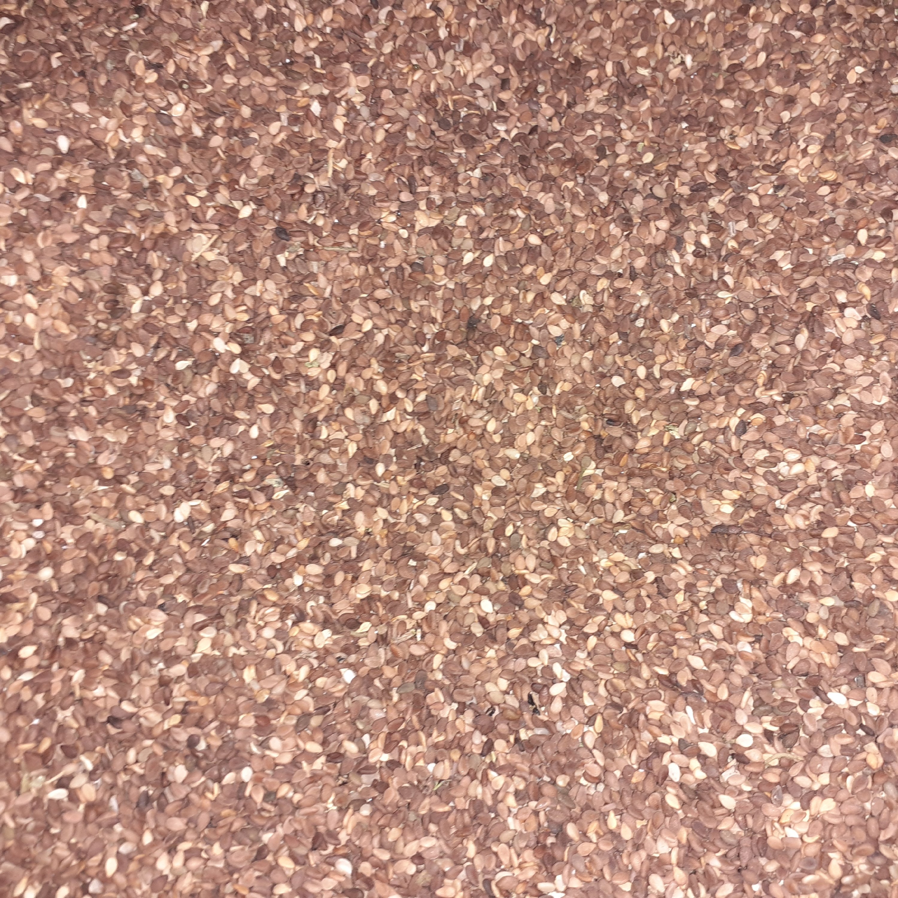 کنجد خام درجه 450گرمی کیفیت عالی 