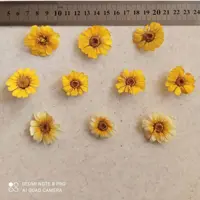 گل خشک بابونه شیرازی پک 5 عددی