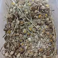 بابونه درشت اردبیلی 75 گرم 5 ستاره صدرا
