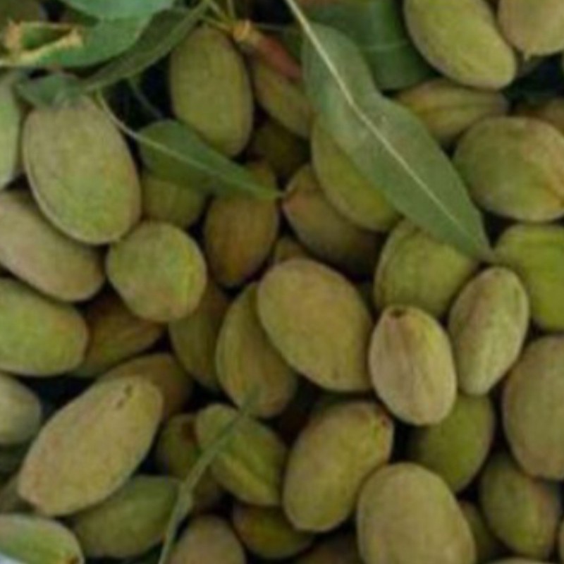 بادام تر وتازه ارسال باربری 30کیلو ارسال باربری پس کرایه