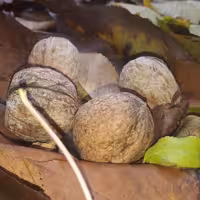 گردو خوانسار