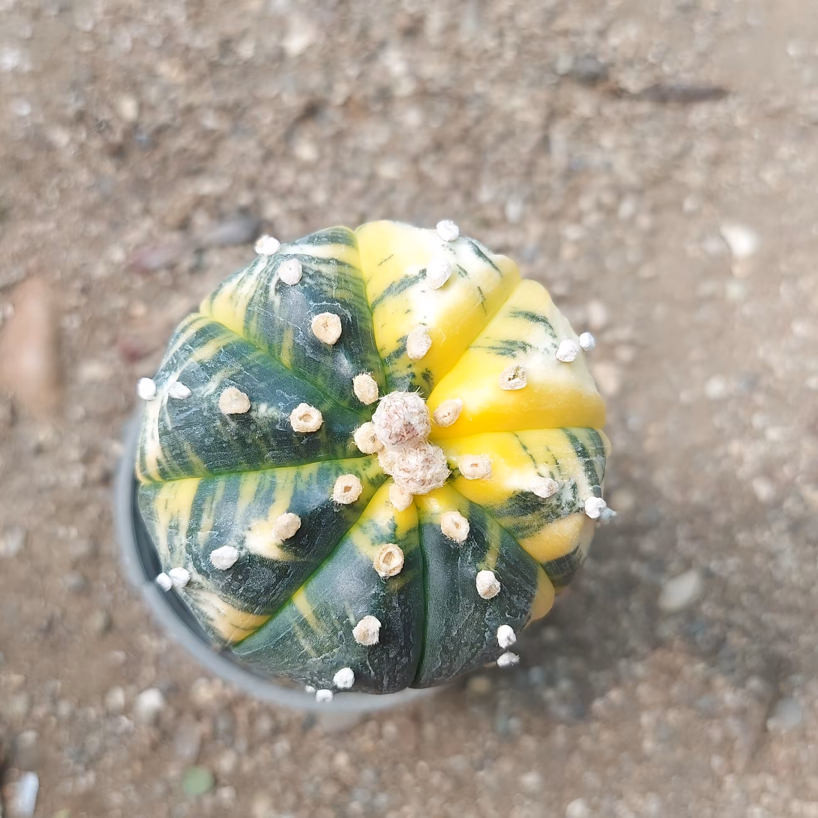 کاکتوس نیشکی ابلق گلدان 12سانتیمتر