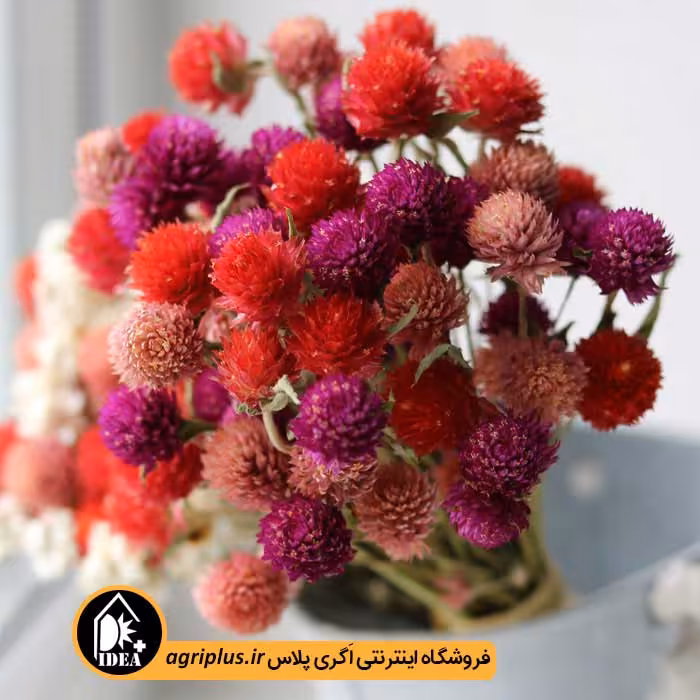 بذر گل تکمه ای
