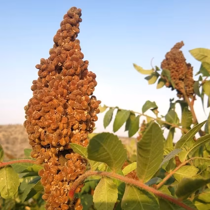 سماق دانه ای قهوه ای تمیز شده