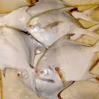 ماهی حلوا سفید (زبیدی)  300 تا 400 گرمی - تازه و صید روز - قطعه و فیله شده