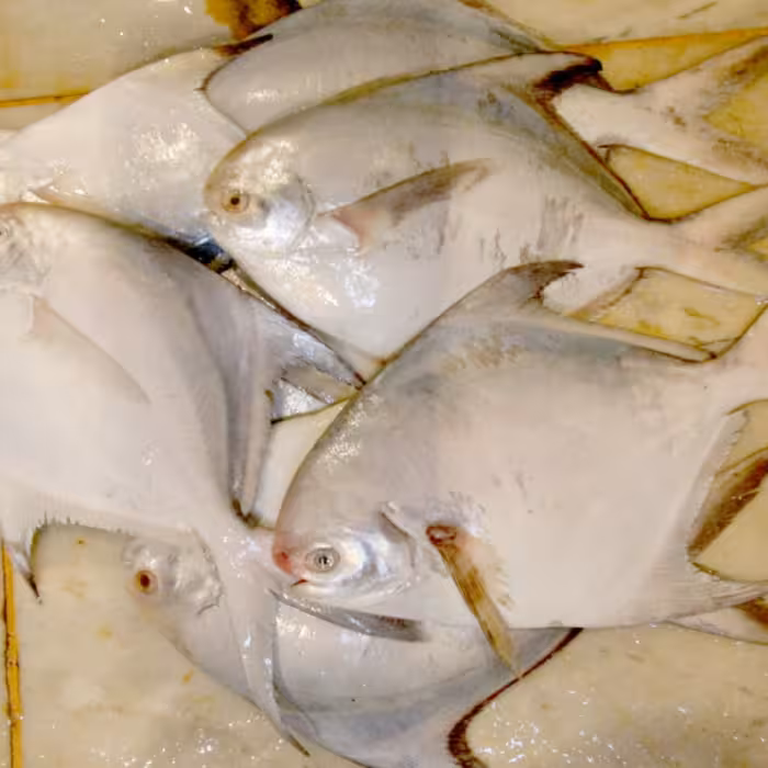 ماهی حلوا سفید (زبیدی)  300 تا 400 گرمی - تازه و صید روز - قطعه و فیله شده