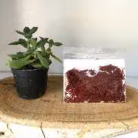 زعفران سر گل یک مثقالی (عطارباشی بیرجند)