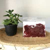 زعفران سر گل یک مثقالی (عطارباشی بیرجند)